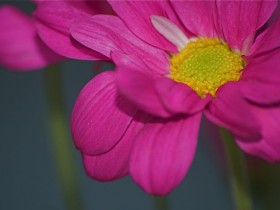 صور من ابداع اعضاء عمان فوتو