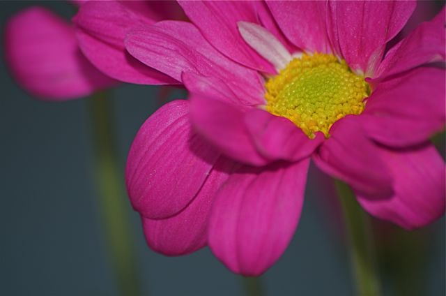 صور من ابداع اعضاء عمان فوتو