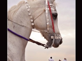 صور من ابداع اعضاء عمان فوتو