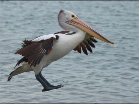 صور منوعة من الإنترنت
