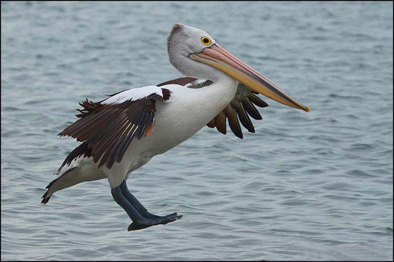 صور منوعة من الإنترنت