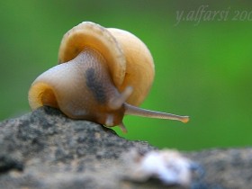 صور من ابداع اعضاء عمان فوتو