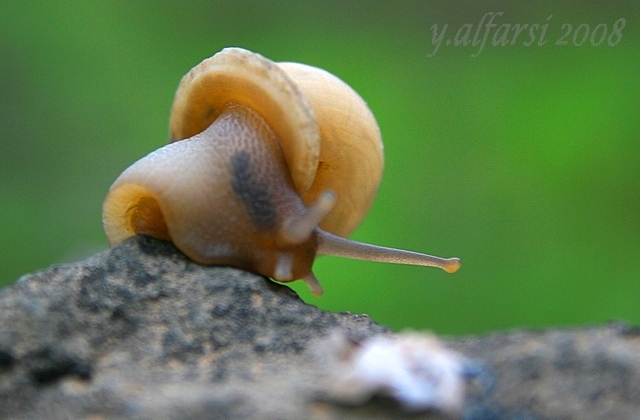 صور من ابداع اعضاء عمان فوتو