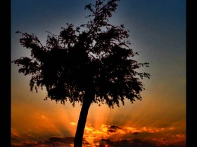 صور من ابداع اعضاء عمان فوتو