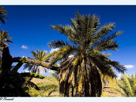 صور من ابداع اعضاء عمان فوتو