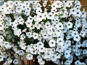 صور منوعة من الإنترنت
