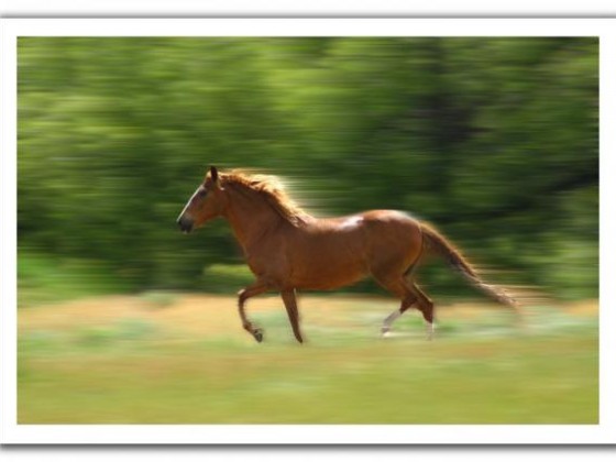 حصان سريع