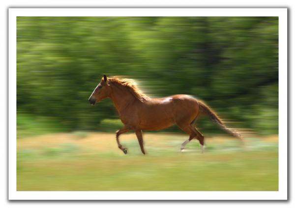 حصان سريع
