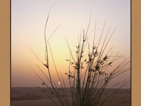 صور من ابداع اعضاء عمان فوتو