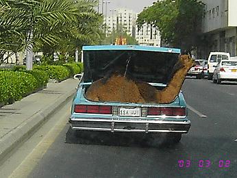 تاكسي موضة سعودي