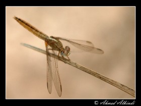 صور من ابداع اعضاء عمان فوتو