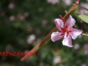 صور من ابداع اعضاء عمان فوتو