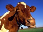 tn-Animals-00013