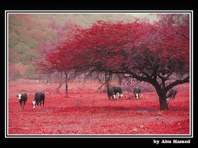 صور من ابداع اعضاء عمان فوتو