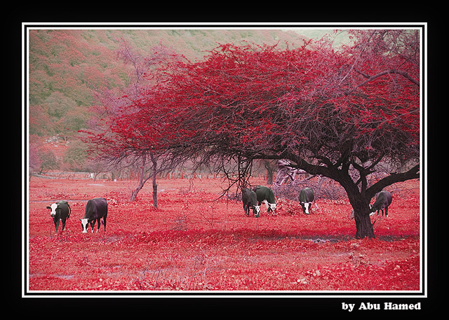 صور من ابداع اعضاء عمان فوتو