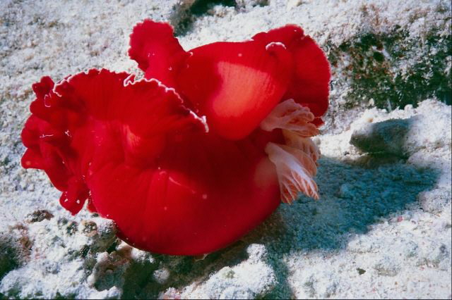 مخلوقات بحرية