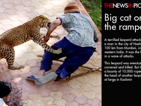 نمر هاربleopard