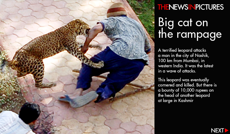 نمر هاربleopard
