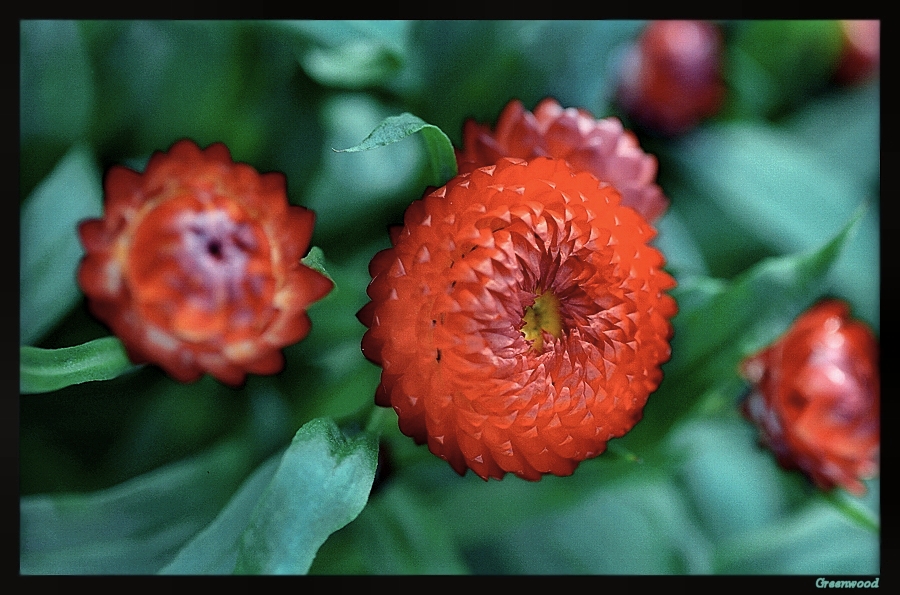 1554708-e3ce6c91f28dea29_1_