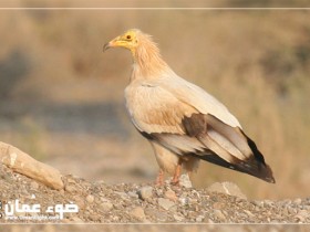 صور من ابداع اعضاء عمان فوتو