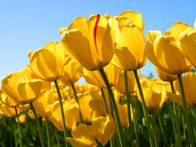 Tulips1