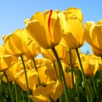 Tulips1