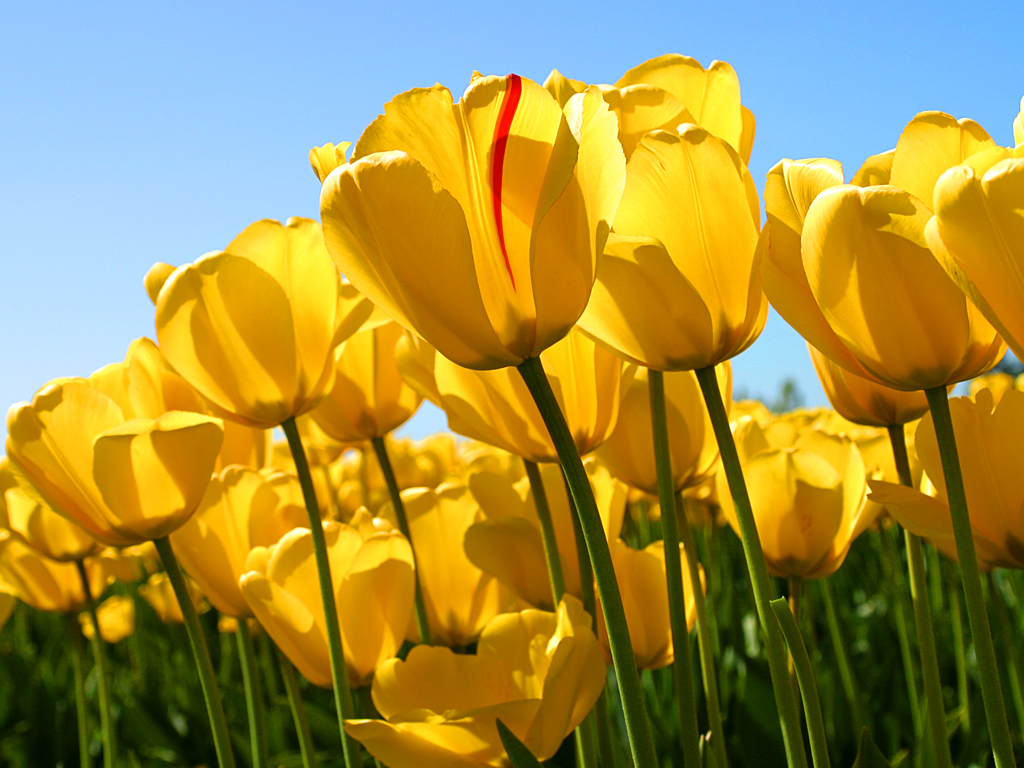 Tulips1