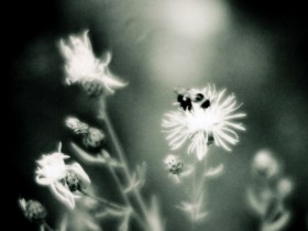 HGWLA_COM_103_