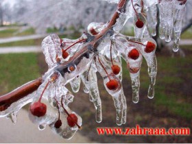 frozen_cherry_003-2_1_