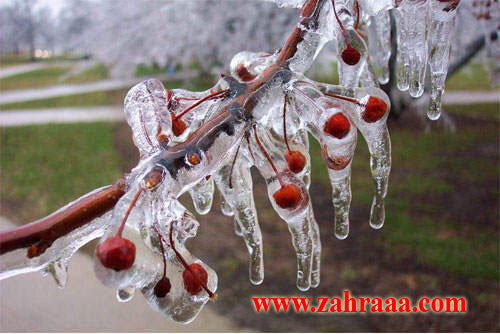 frozen_cherry_003-2_1_