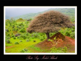 صور من ابداع اعضاء عمان فوتو
