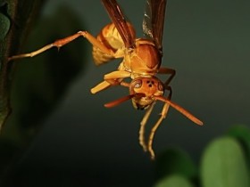 صور من ابداع اعضاء عمان فوتو