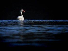 صور منوعة من الإنترنت