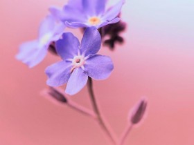 Go_pink_by_aL_baum