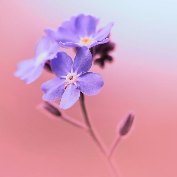 Go_pink_by_aL_baum
