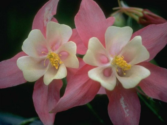 PTBL0116