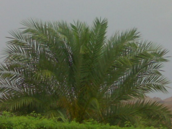 أمطار الخير 18/3/2007