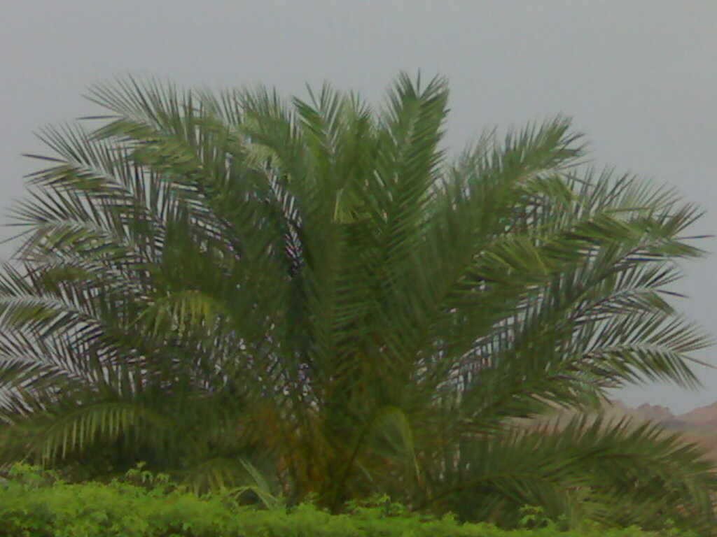 أمطار الخير 18/3/2007