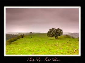 صور من ابداع اعضاء عمان فوتو