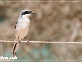 صور من ابداع اعضاء عمان فوتو