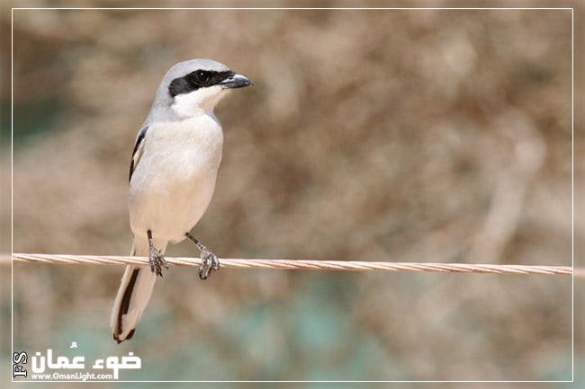 صور من ابداع اعضاء عمان فوتو