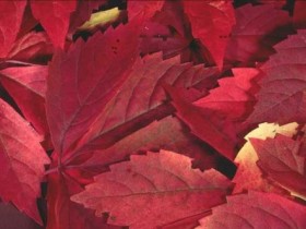 أوراق الخريف