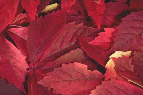 أوراق الخريف