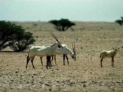 oman04