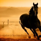 Copy_of_142_01215679903