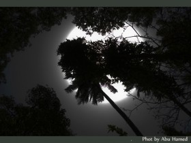 صور من ابداع اعضاء عمان فوتو