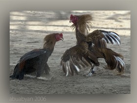 صور من ابداع اعضاء عمان فوتو