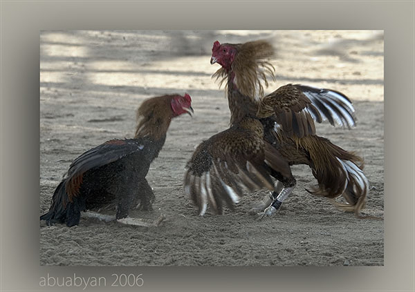 صور من ابداع اعضاء عمان فوتو