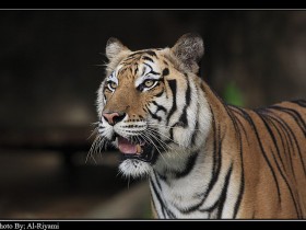 صور من ابداع اعضاء عمان فوتو