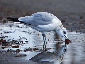صور منوعة من الإنترنت